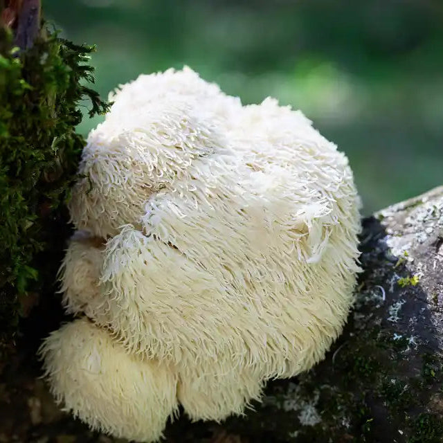 White furry mushroom on a tree trunk with a blurred green background