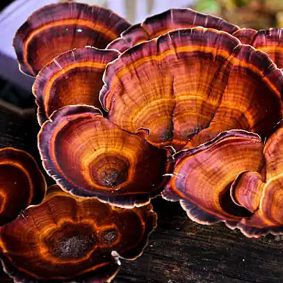 Close-up of a cluster of purple mushrooms on a dark surface with a blurred natural background.